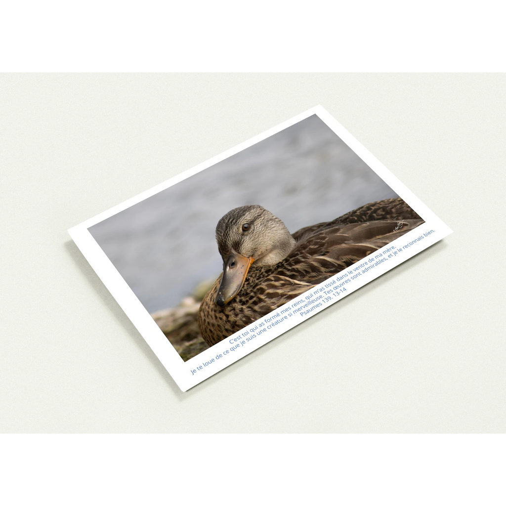 Profil-carte-Psaumes-139-13-14-Colvert