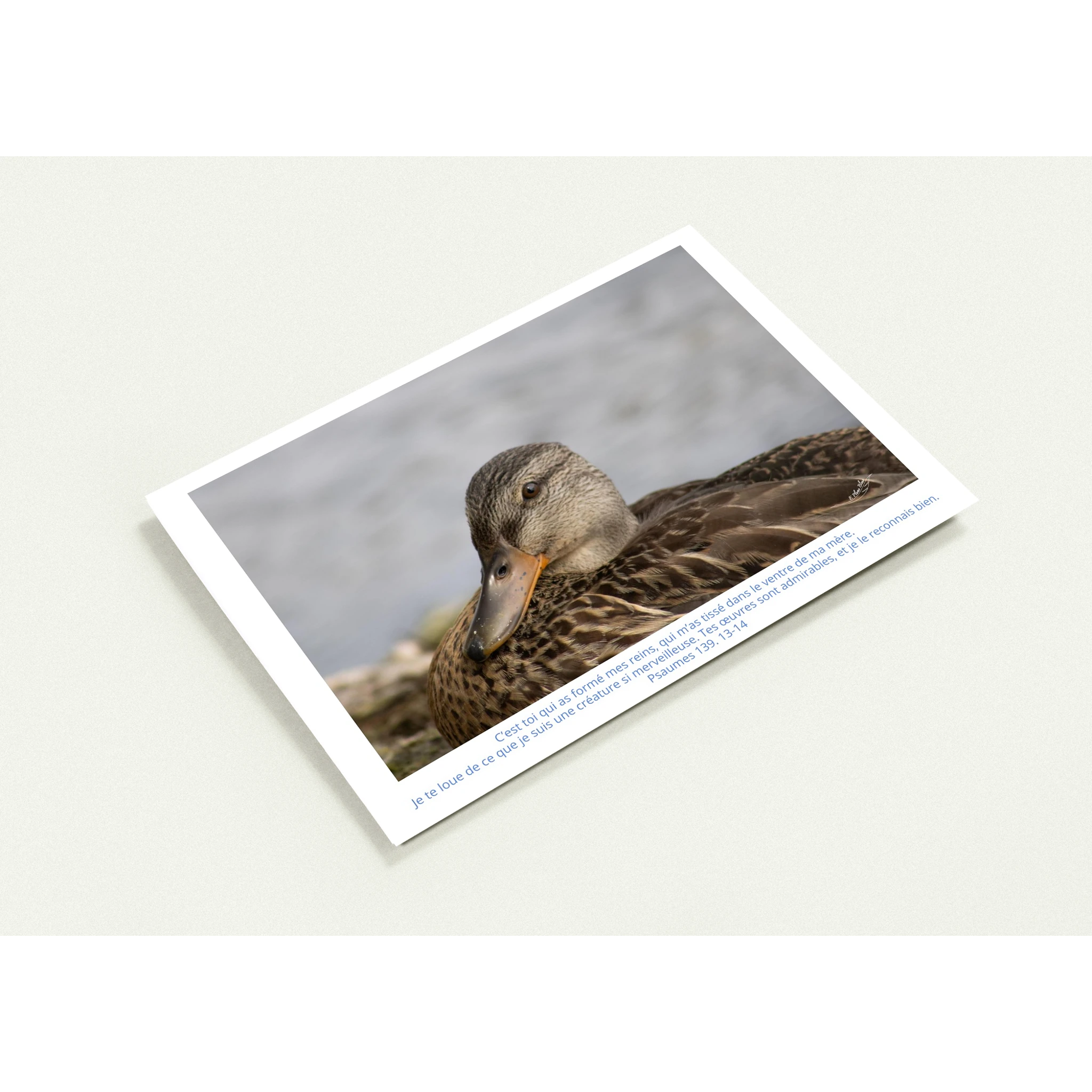 Profil-carte-Psaumes-139-13-14-Colvert