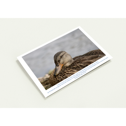 Profil-carte-Psaumes-139-13-14-Colvert