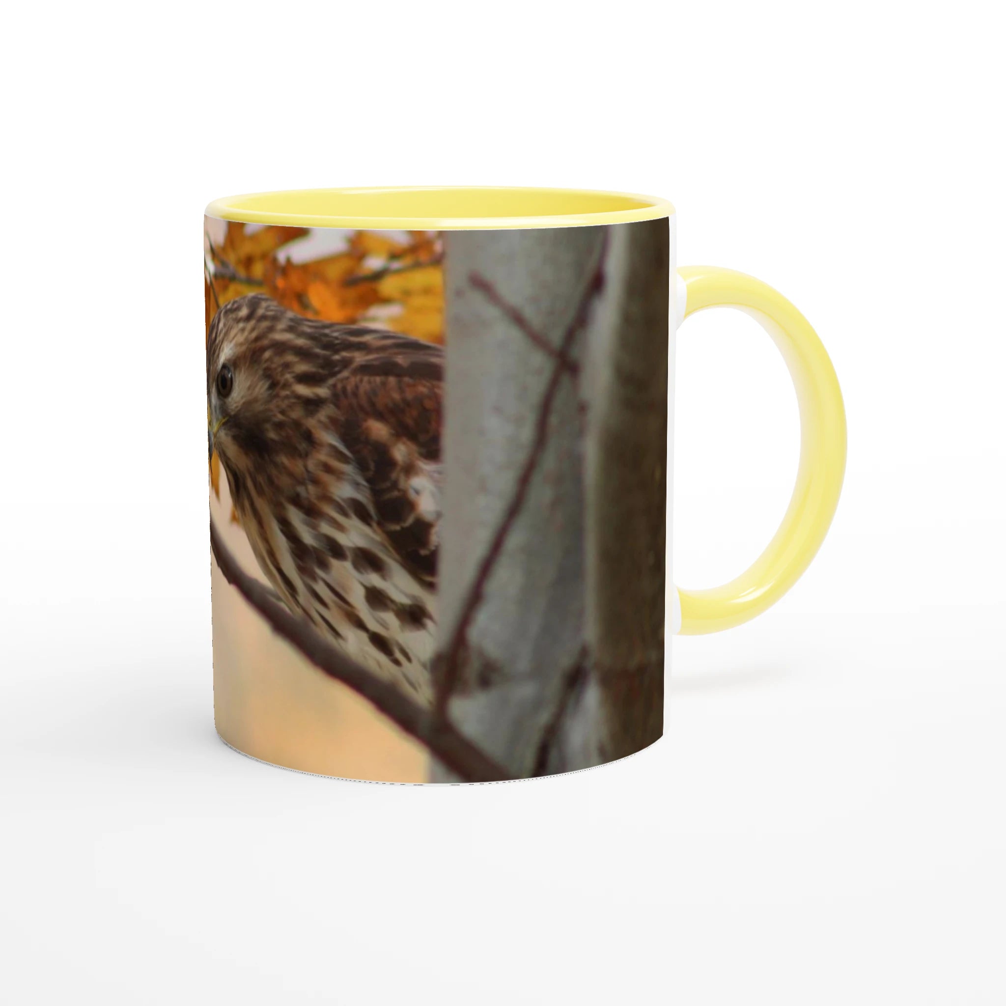 Tasse-Buse-timide-devant