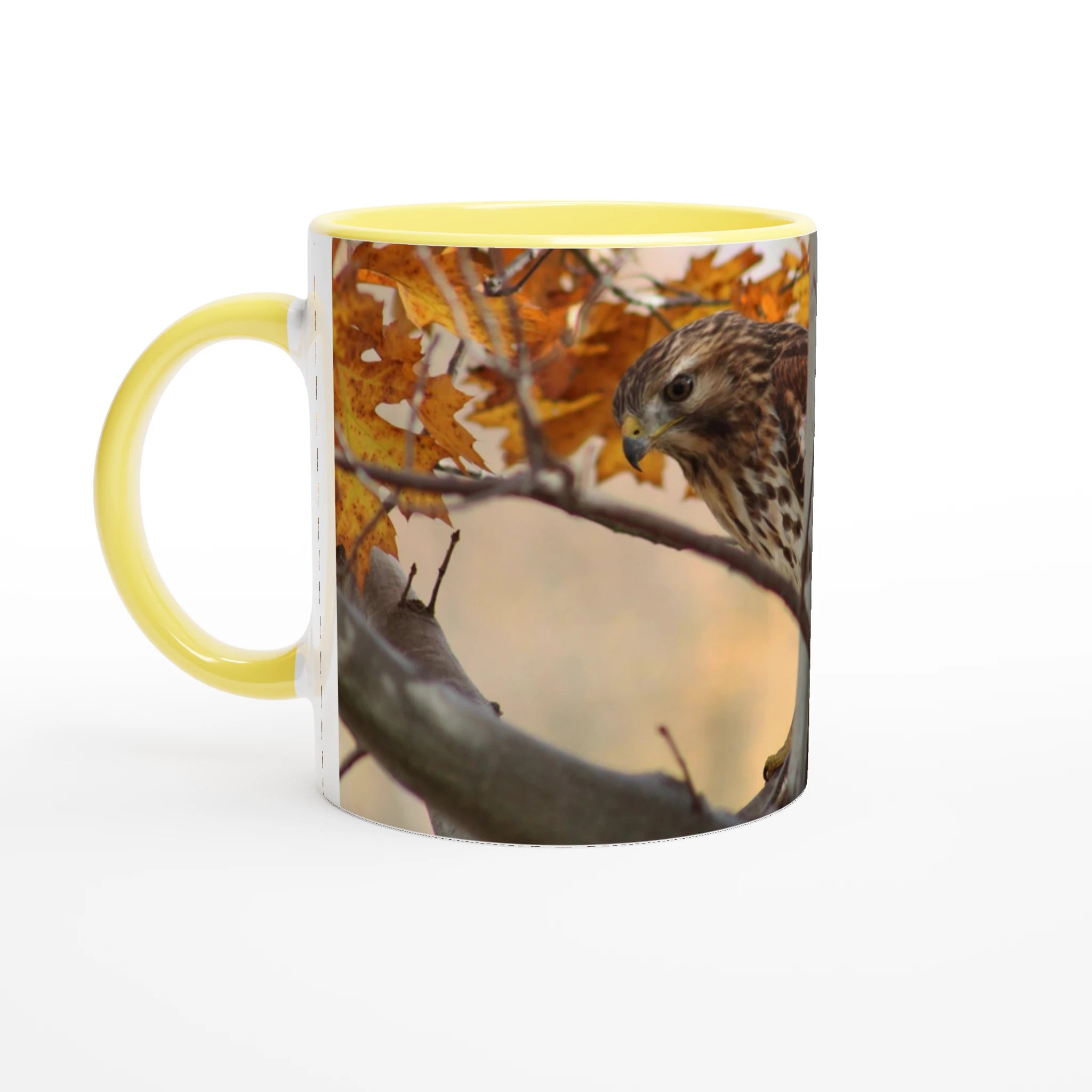 Tasse-Buse-timide-montage-Mat-6-33-34-devant