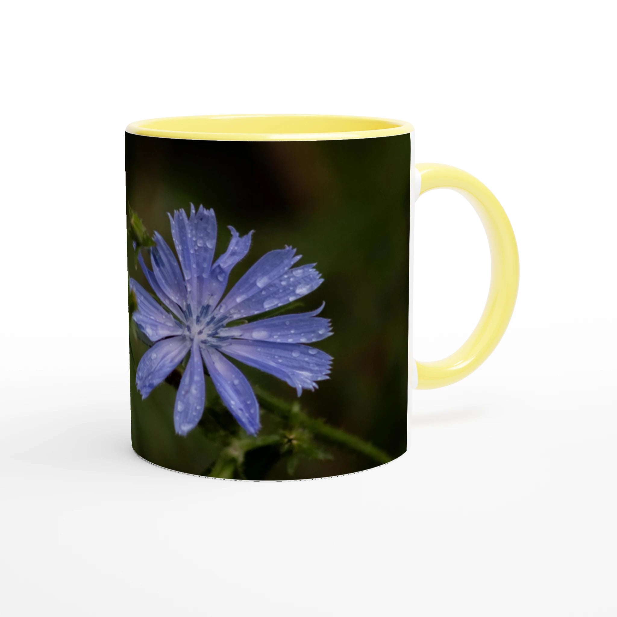 Tasse-Chicoree-sauvage-devant-Lam-2-22-23