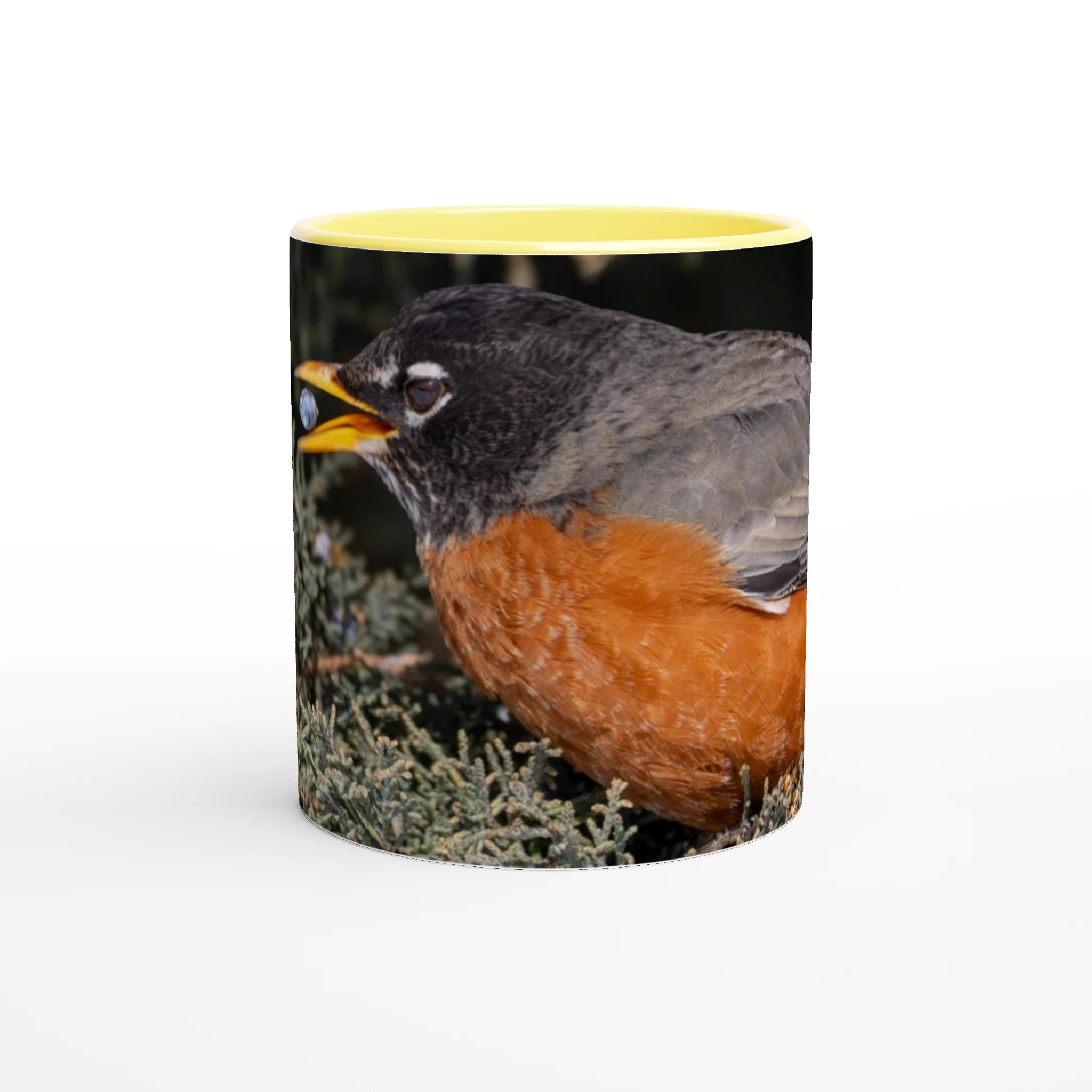 Tasse-Merle-d-amerique-devant