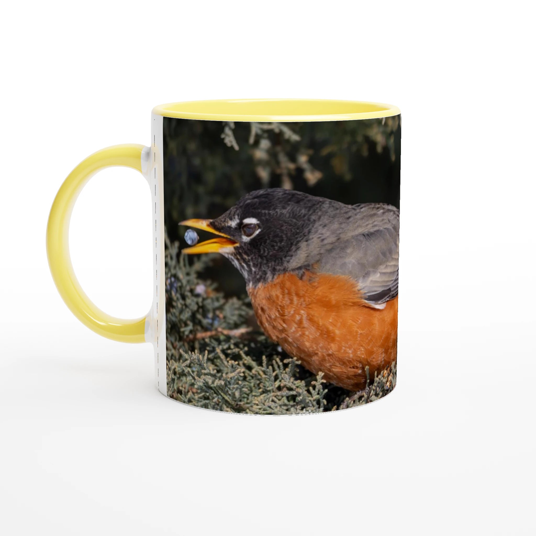 Tasse-merle-d-amerique-devant-Ps-37-4