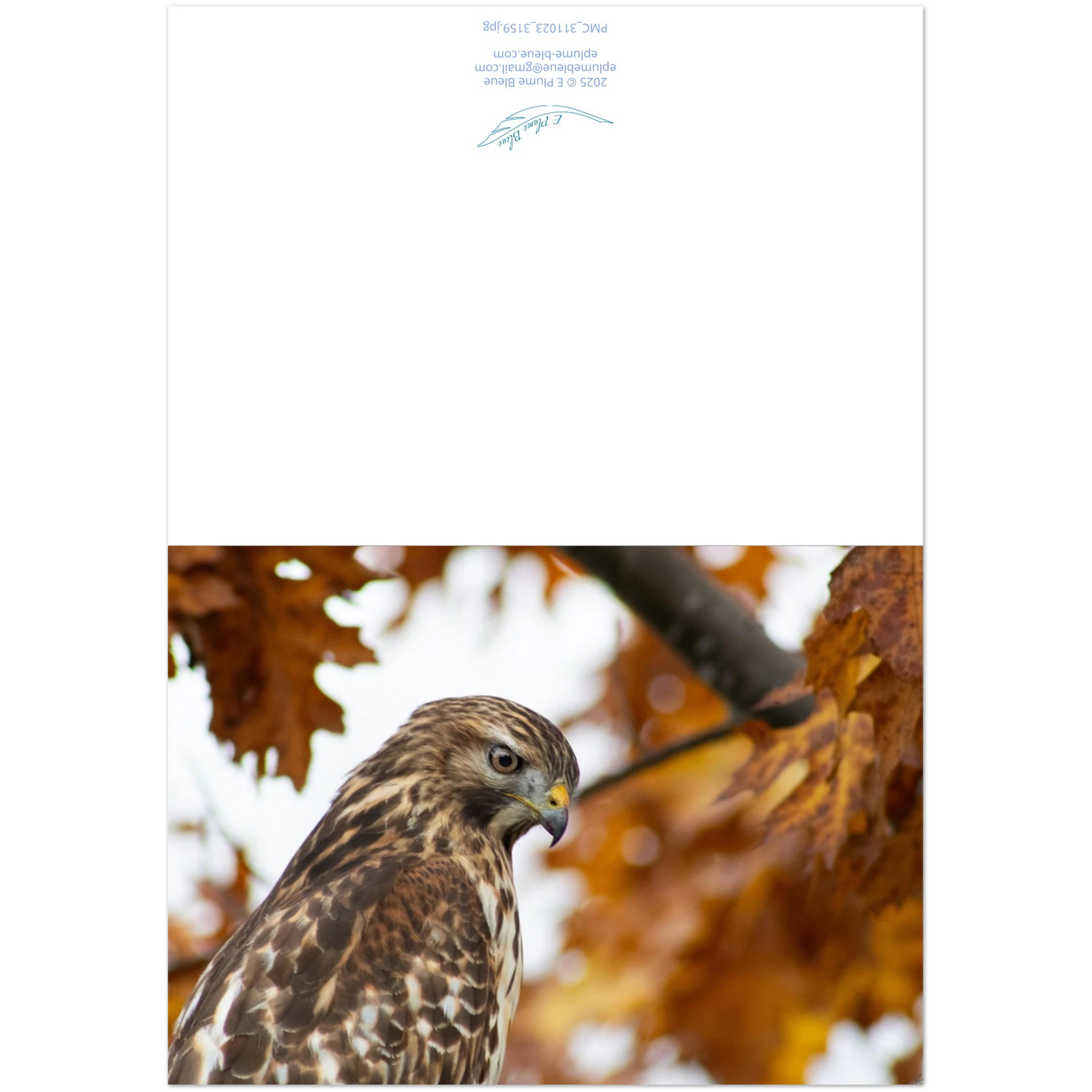 devant-et-arriere-carte-profil-buse