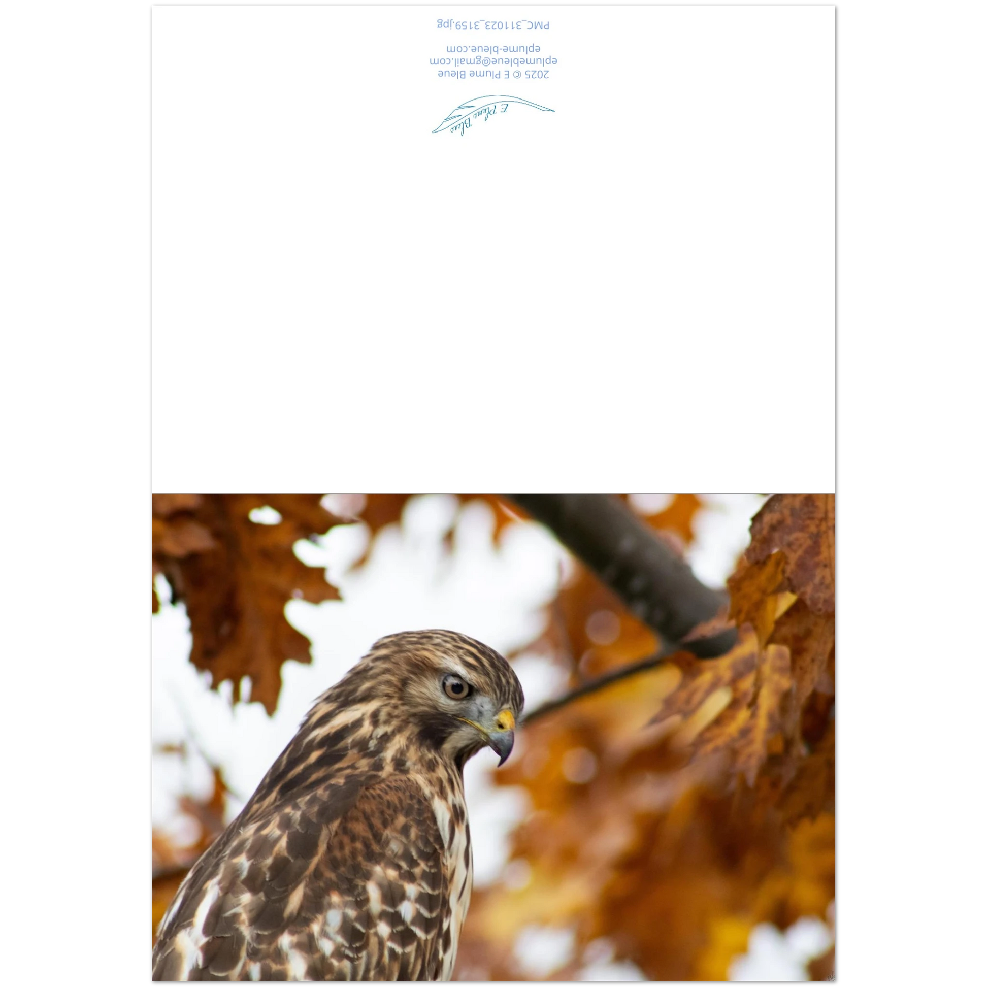 devant-et-arriere-carte-profil-buse