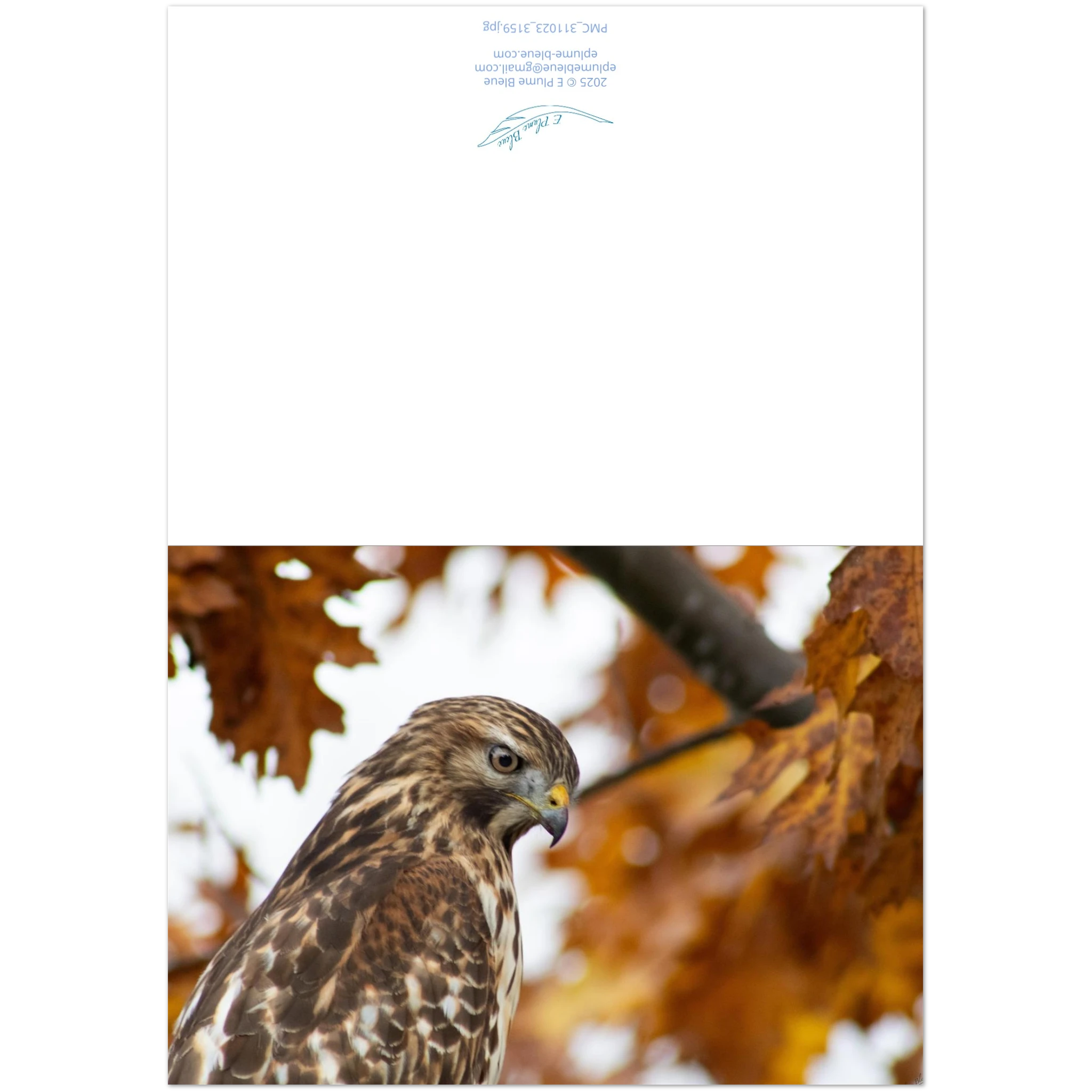 devant-et-arriere-carte-profil-buse
