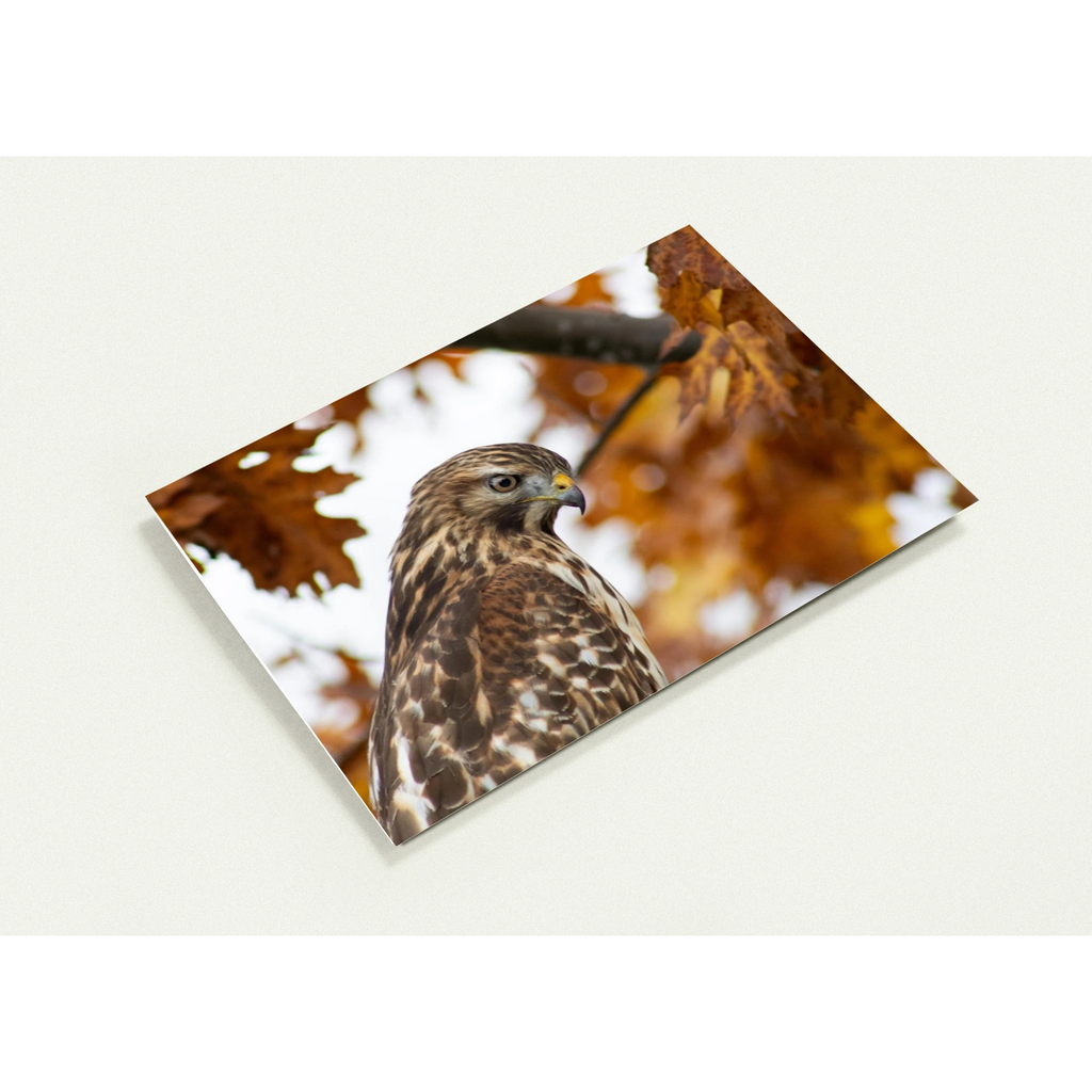 profil-carte-profil-buse