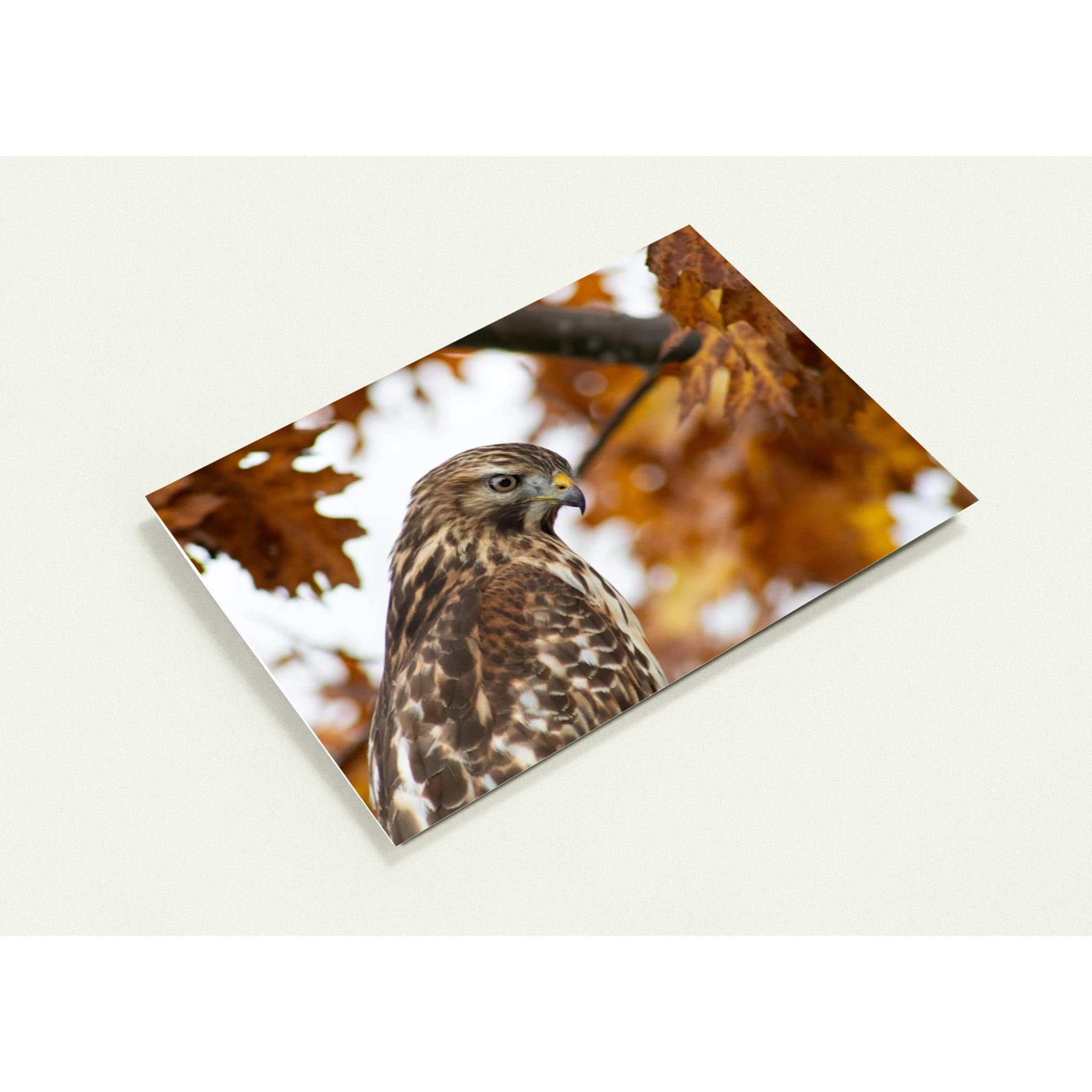 profil-carte-profil-buse