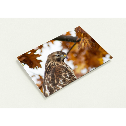 profil-carte-profil-buse
